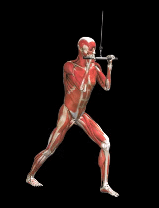 Jalones push down de triceps en polea