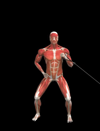 Press twist girando el cuerpo para hombro en polea por encima de la cabeza